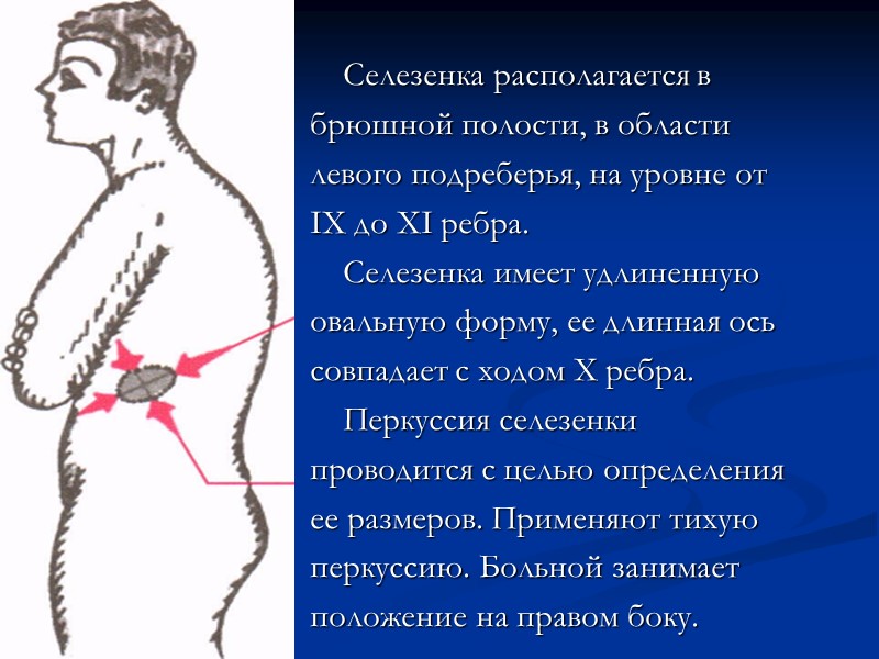 Селезенка располагается в брюшной полости, в области левого подреберья, на уровне от IX до